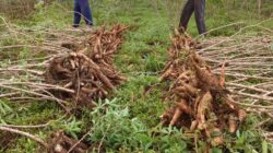 Petani di Tengah Ketimpangan Pasar: Saat Tata Niaga Ubi Kayu Perlu Arah Jelas