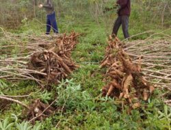Petani di Tengah Ketimpangan Pasar: Saat Tata Niaga Ubi Kayu Perlu Arah Jelas