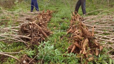 Petani di Tengah Ketimpangan Pasar: Saat Tata Niaga Ubi Kayu Perlu Arah Jelas